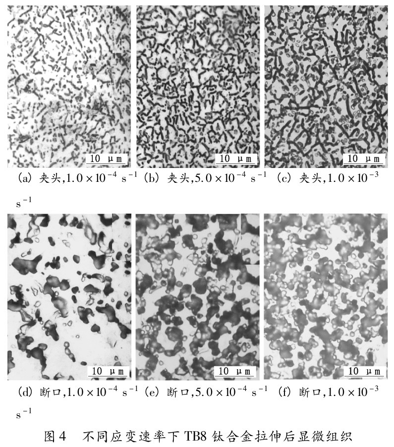 1730257605235385.jpg t4.jpg